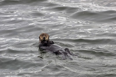 Sea Otters Idaho Inlet 01
